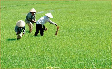 Southern Vietnam Revealed