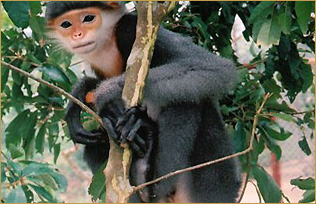 Endangered Primate Centre (Cuc Phoung National Park).