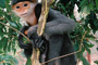 Endangered Primate Centre (Cuc Phoung National Park)
