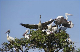 Sam Veasna Center (SVC)