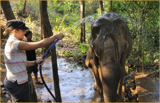 The Elephant Valley Project